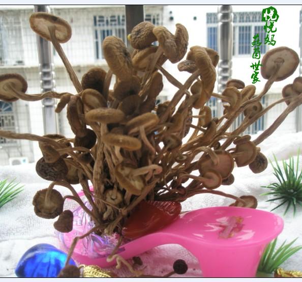 Home-grown natural Furuta Chaxingu dried food Alpine Spring Water Special sweet Eat at easein the Agri rice/Dried foods/Condiment , Dried foods/Meat Dry , Dry/Native , Mushroom category category - from Buy2taobao.com to provide professional Taobao agent buy service