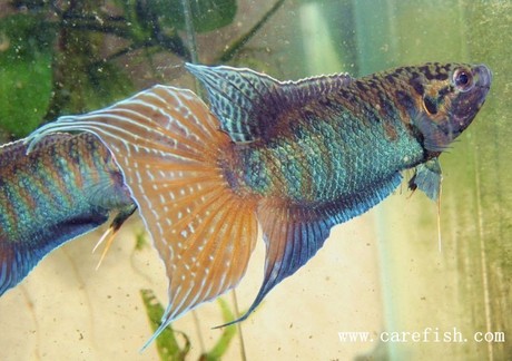 中国斗鱼 靖西 壮家普叉