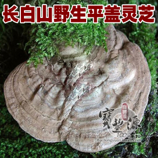  宝丰源 吉林长白山野生灵芝 野生平盖灵芝 树舌灵芝 1斤包邮