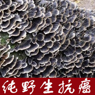  云芝蘑 长白山野生云芝 野山灵芝保肝抗癌 250克/15元  假一赔百
