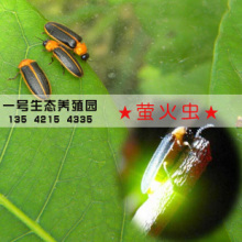 ����ө��� ������� ����/�����������ŷ� ����ţ/��ֳƿ 10ֻ