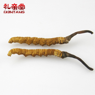  【礼亲堂】西藏那曲冬虫夏草 皇级虫草12年极品新冬虫草 2.5条/克