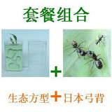 套餐组合‖别墅+蚂蚁‖生态方型巢+日本弓背蚁‖蚁群1后20工
