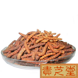  新疆冬虫夏草批发无断货 秒杀新疆虫草PK西藏那曲虫草贵芝堂