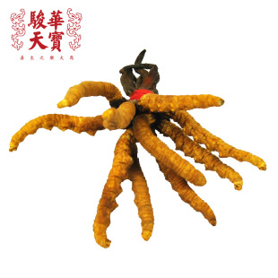  骏华天宝 特级青海玉树冬虫夏草正品 同仁堂极虫草批发3条/g 礼盒