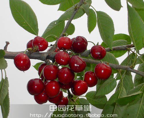 樱桃树苗 果树苗木-樱桃苗--意大利早红-果树苗批发