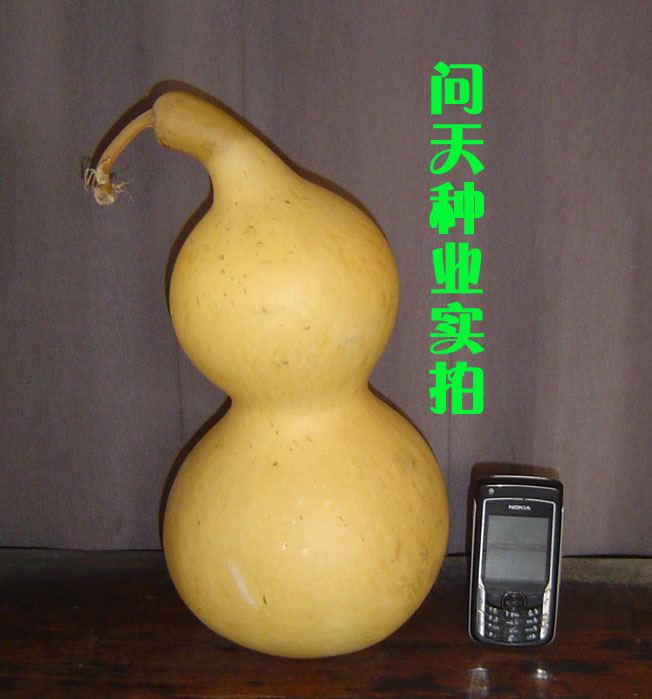 大葫芦种子旗舰店|qq农场绿葫芦种子|玫瑰小镇