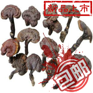  云南野生灵芝 野生赤芝 赤灵芝 红灵芝 抗癌降三高 正品包邮 13CM