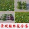 上下架计划:2013园林植物配景灌木花草单体3D模型素材库建筑表现VR室外效果图