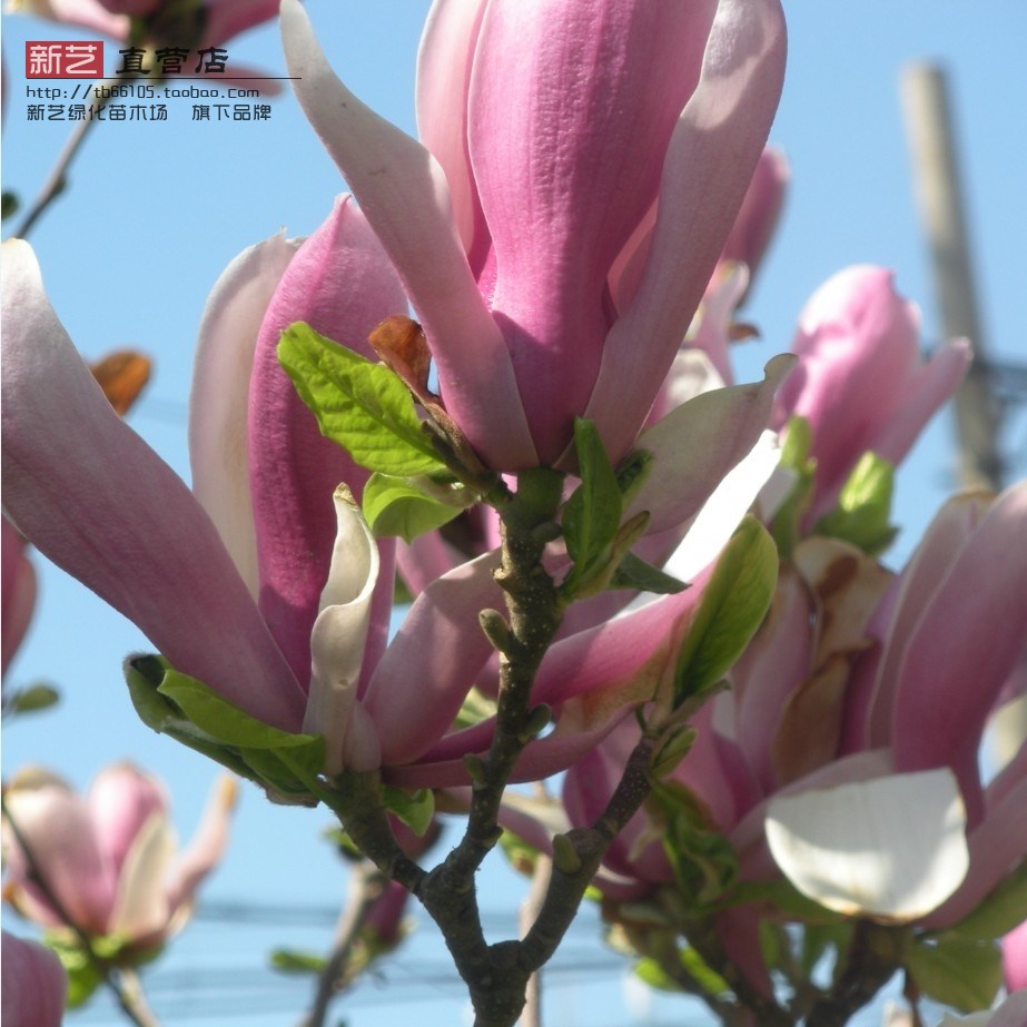 玉兰树苗白玉兰紫玉兰黄玉兰二乔红玉兰花树苗庭院风景绿化树苗|msdalam kategori penghantaran bunga/bunga simulasi/tumbuhan berkebun, 花园植物/行道树/果树, 行道树/乔木 - dari Buy2taobao.com untuk memberikan perkhidmatan ejen Taobao profesional membeli