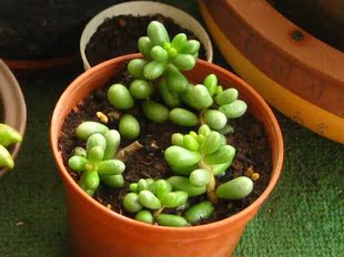 多肉植物 景天科 绿龟之卵 3厘米5片叶子 完美