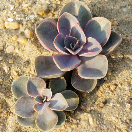 紫珍珠 多肉植物 懒人植物 景天科 易养护 花卉