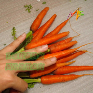  新鲜蔬菜 手指萝卜 迷你小胡萝卜儿童宝宝辅食 西餐配料