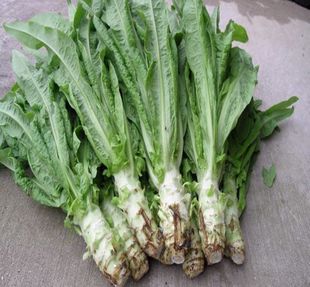  农家种植 新鲜蔬菜 莴笋 露地生长  绿色无公害