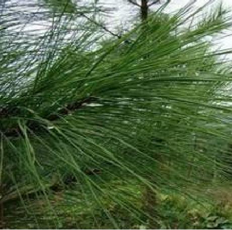 Daxinganling Healthcare Pine needle tea Pine needles Loose leafin the Traditional nourishing food , Health tea category - from Buy2taobao.com to provide professional Taobao agent buy service
