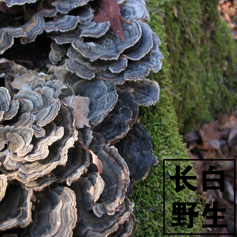 小铁柱哥野生云芝 长白山灵芝 东北野生灵芝 正品 云芝 冰雪生长在类目 传统滋补营养品, 灵芝, 整枝灵芝中 - 来自Buy2taobao.com提供专业的淘宝代购服务