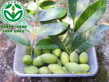 包邮超快新鲜水果青橄榄药用檀香治咽喉炎声音哑喉咙有痰宝宝咳嗽