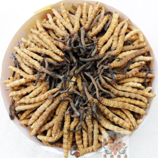  年新草 精选特级西藏冬虫夏草 那曲虫草 5-6根一克 补品之王
