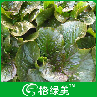 紫红生菜蔬菜种子阳台种菜盆栽高出芽率精装满38包邮