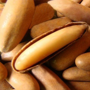 特级巴西松子新货批...