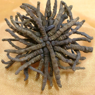  【假一罚三】 正品西藏那曲冬虫夏草 10g精装 断草小草 约6~8条/g
