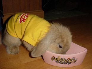 【各种垂耳兔,颜色多种,活泼可爱,厂家批发】价