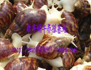Nutrient-rich white jade snail escargot catty 25 special
