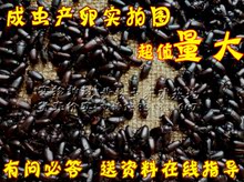 黄粉虫  种虫 黄粉虫虫卵 幼虫 免费送养殖资料保证100%养殖成功