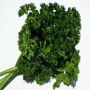  沃庄园 精品荷兰芹250克 新鲜蔬菜酒店专用今日秒杀菜市场超市