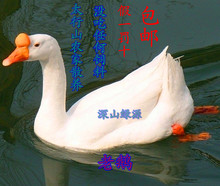 农家散养鹅/草鹅/笨鹅/柴鹅/新鲜鹅肉/老鹅/带鹅肝/土大白鹅/包邮