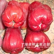 包邮泰国莲雾 清甜美味 汁多解渴 新鲜进口水果6500g