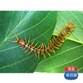蜈蚣养殖技术套装 （4本书籍+5个光盘）最新专业版