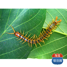 蜈蚣养殖技术套装 （4本书籍+5个光盘）最新专业版