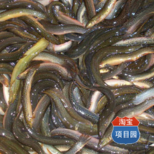 泥鳅养殖技术套装（6个光盘+3本书籍）