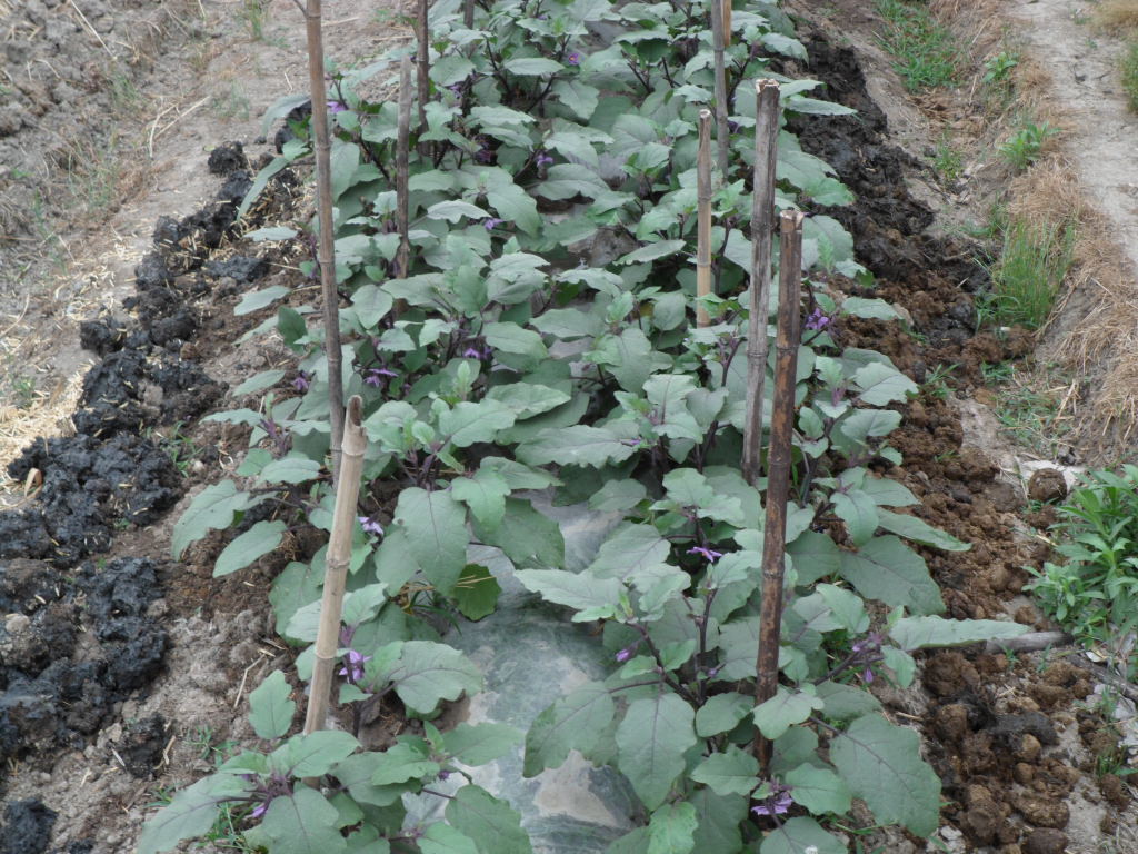 酸菜丝300g,团购仅40全国包邮烟台栖霞苹果新