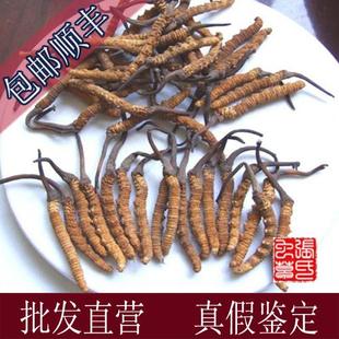 青海玉树精选同仁堂级冬虫夏草,超干无水分,实体店经营,支持验货