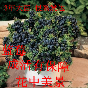 Potted blueberry tree Blueberry seedlings Fruit tree seedlings balcony Potted plant Fruit seedlings suit North South plantin the Flower delivery/Flowers simulation/Plants gardening , Garden plants/Trees wood/Fruit tree category - from Buy2taobao.com to provide professional Taobao agent buy service