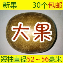 罗汉果 大果  广西 桂林永福 罗汉果茶 咽炎 新鲜 新果 30个包邮