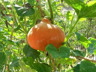 【崇明特产】自家种小南瓜(红皮、青皮随机发