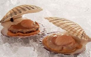  特价★鲜活海鲜 正宗大连獐子岛元贝扇贝（6-7只/500G）6元/只