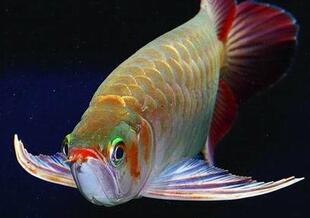 电脑手机待机图片观赏鱼A