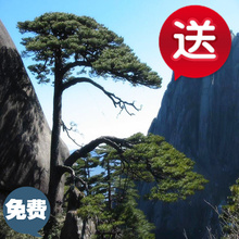 免费赠送 赠品 黄山特产一份