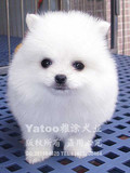 包邮雅涂犬业▉纯种的白博美活泼好动▉五钻石信誉支持支付宝