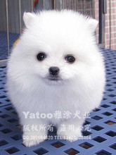 包邮雅涂犬业▉◣纯种的白博美活泼好动◢▉五钻石信誉支持支付宝