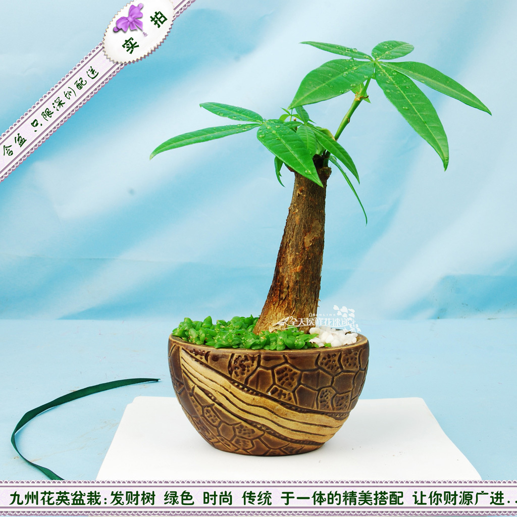 发财树图片哪个好?发财树图片价格,发财树图片