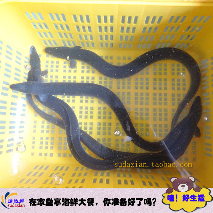 新鲜生猛白鳝 鲜活鳗鲡 青鳝 白鳗 河鳗 鳗鱼寿司风馒 海鲜 包活在类目 水产肉类/新鲜蔬果/熟食, 海鲜/水产品/制品, 淡水鱼类中 - 来自Buy2taobao.com提供专业的淘宝代购服务