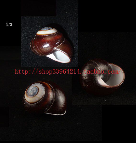 海螺/贝壳/珊瑚 3.5CM/胖子蜗牛/树蜗牛/双旋蜗牛/陆贝/特价螺473