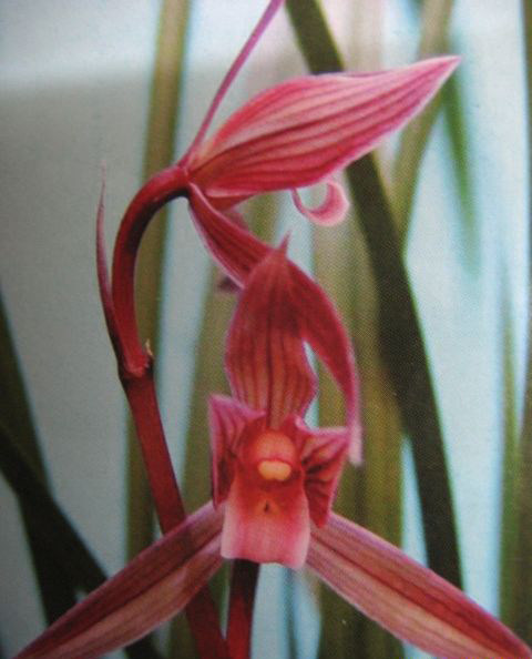 兰花---春剑篇 - 风轻云淡 - 风轻云淡