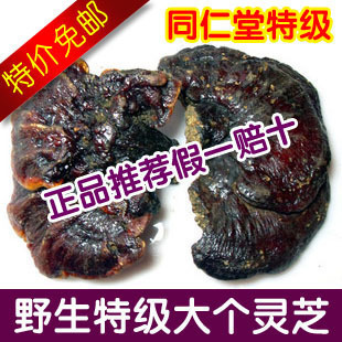  同仁堂级别 云南野生灵芝  五年大个灵芝 500g包邮~