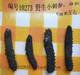 海南特产深海野生小刺参(海参)2